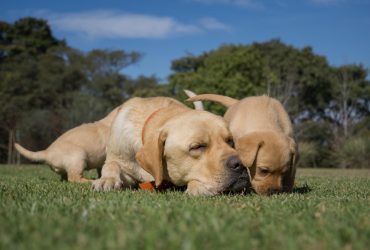 RETRIEVER PUPPIES AND DOGS