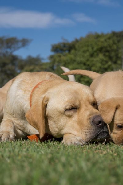 RETRIEVER PUPPIES AND DOGS