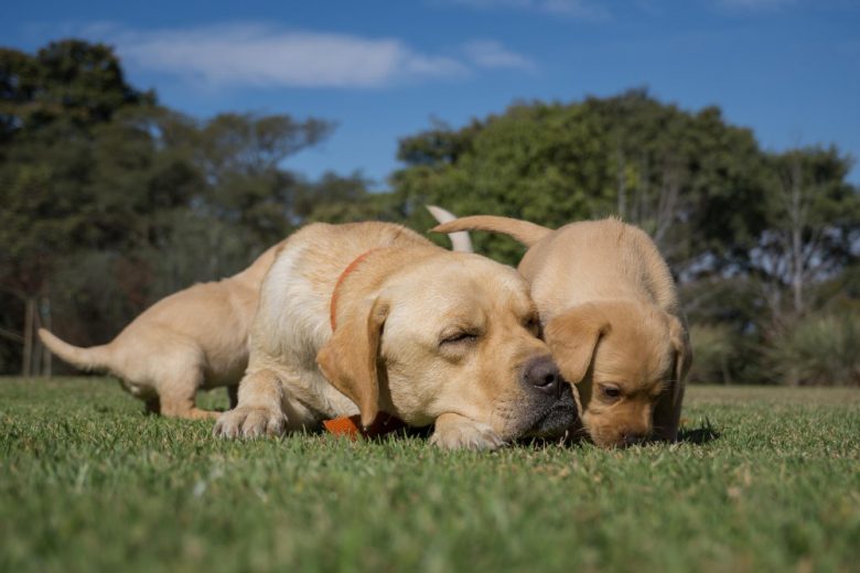 RETRIEVER PUPPIES AND DOGS