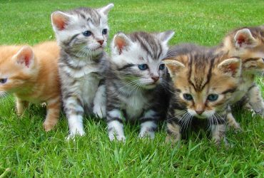 SIAMESE KITTENS AND CATS