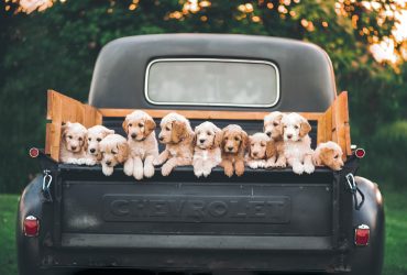 MALTESE PUPPIES AND DOGS