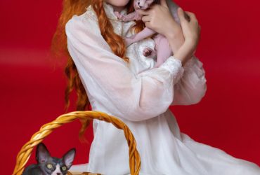 SPHYNX KITTENS AND CATS