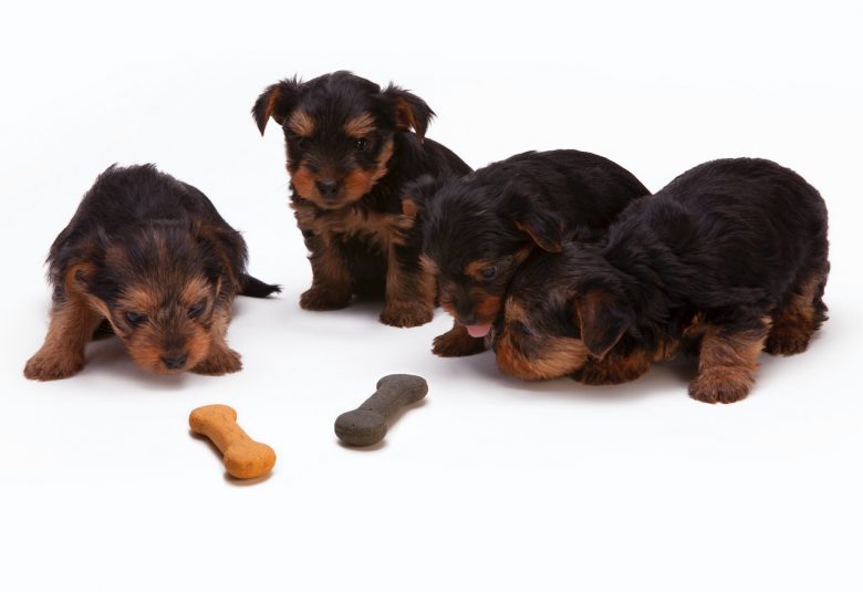 BLOODHOUND PUPPIES