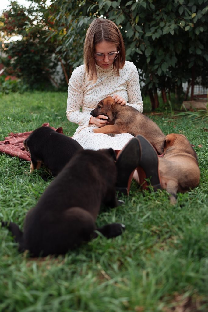 BLOODHOUND PUPPIES