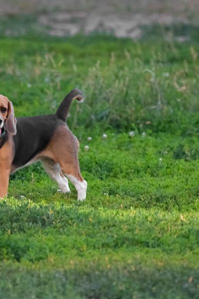 BASSET HOUND PUPPIES AND DOGS