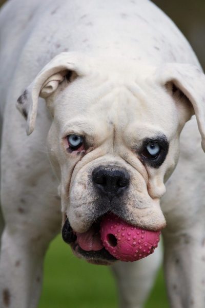 BOXER PUPPIES AND DOGS