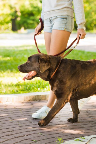 dog walking