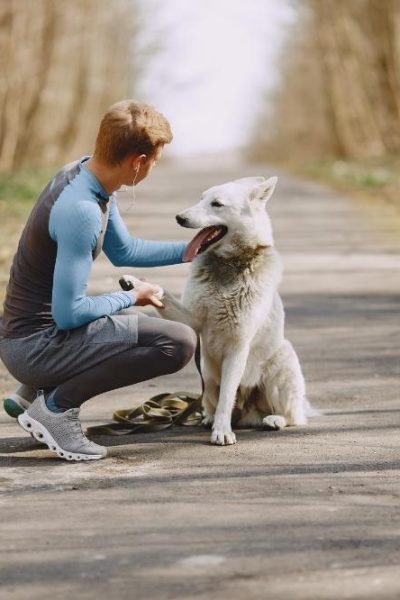 apparels for pets