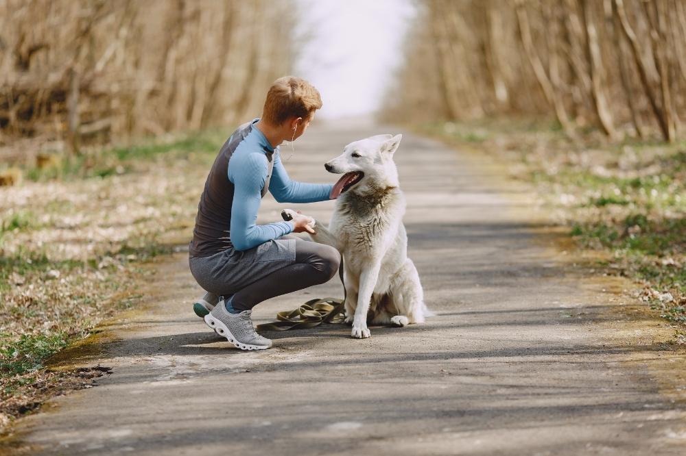 apparels for pets