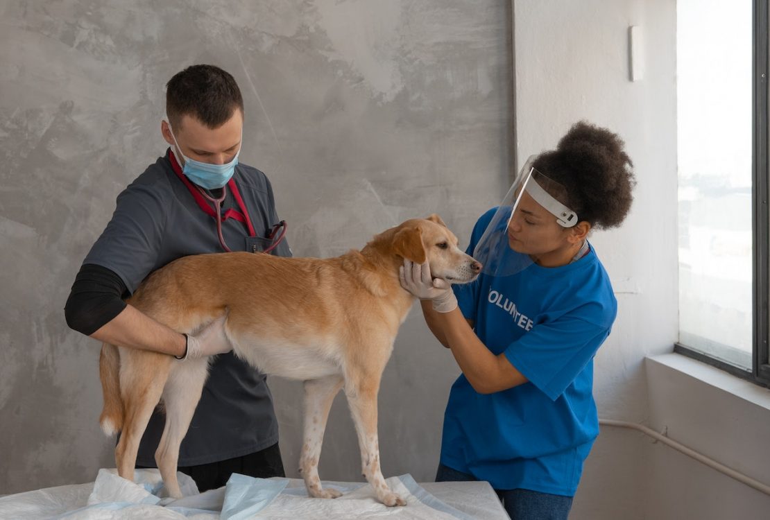 pet's health