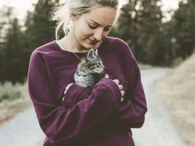 Balinese Cats