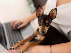 Top 9 Working Dog Breeds