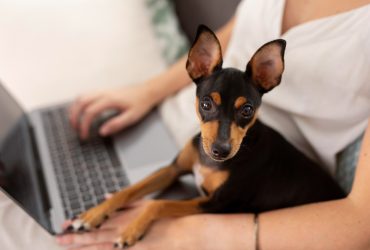 Top 9 Working Dog Breeds