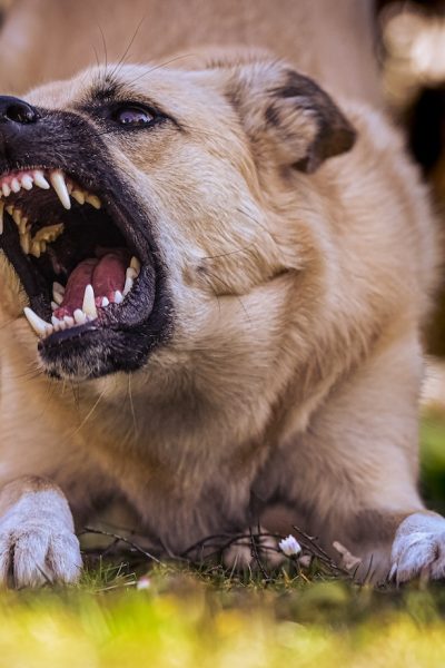 dog's body language