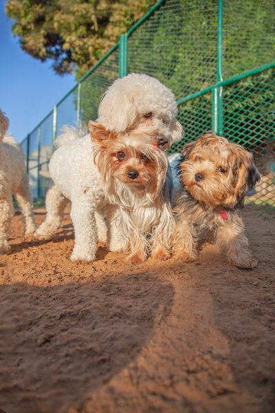Lhasa Apso dog breeds