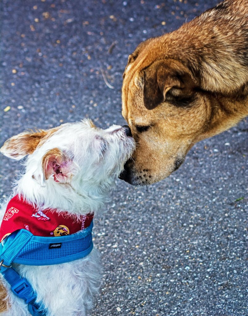 Lhasa Apso dog breeds