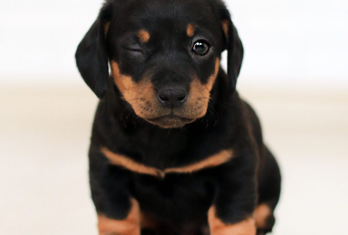 Rottweiler dog breed
