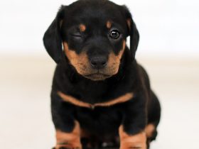 Rottweiler dog breed