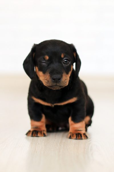Rottweiler dog breed