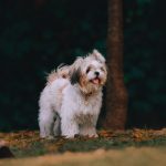 Cairn Terrier dog breeds
