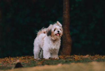 Cairn Terrier dog breeds