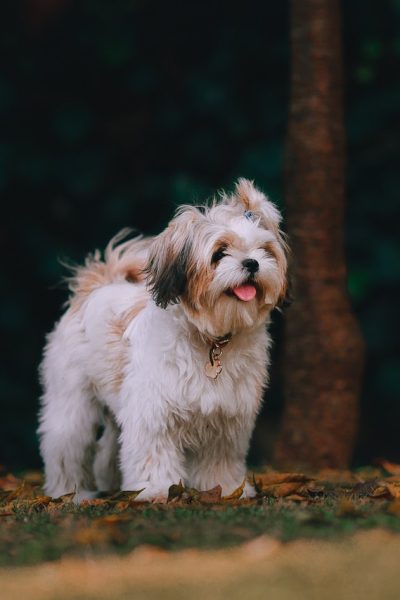 Cairn Terrier dog breeds