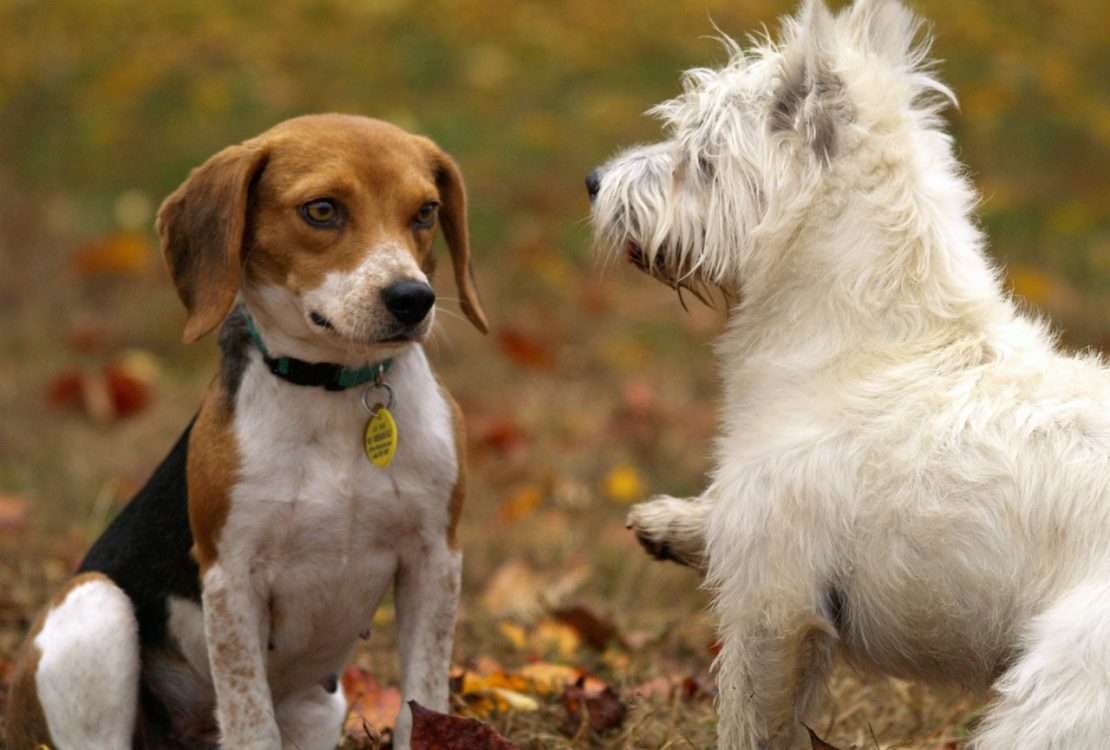 wonderful household dogs