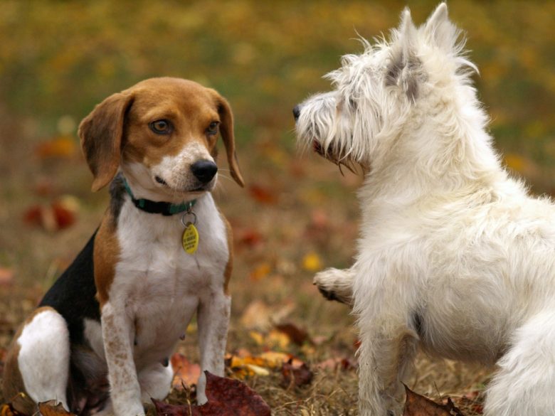 wonderful household dogs
