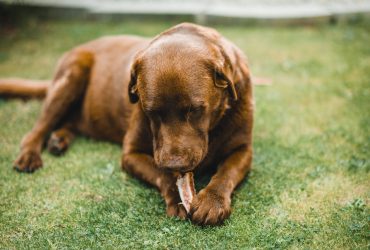 dogs can digest bones