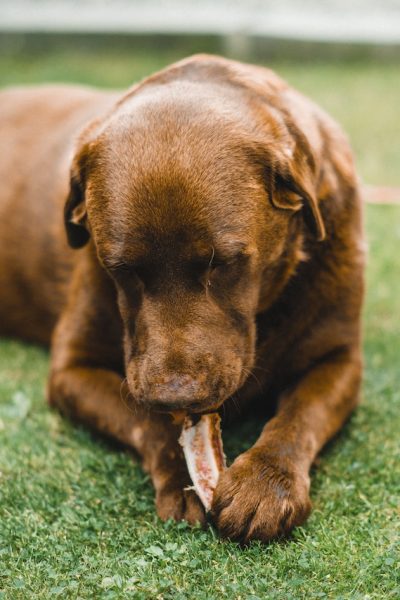 dogs can digest bones