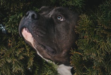 Pit-bull dog