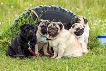 Cane Corso dog breeds