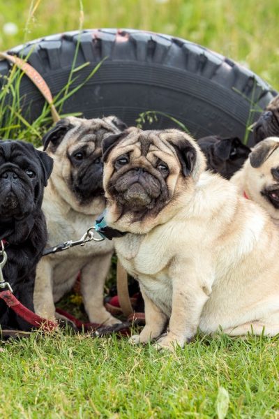 Cane Corso dog breeds