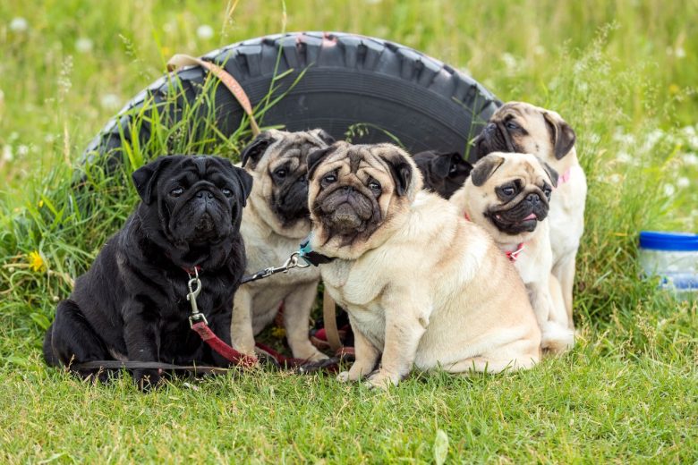 Cane Corso dog breeds