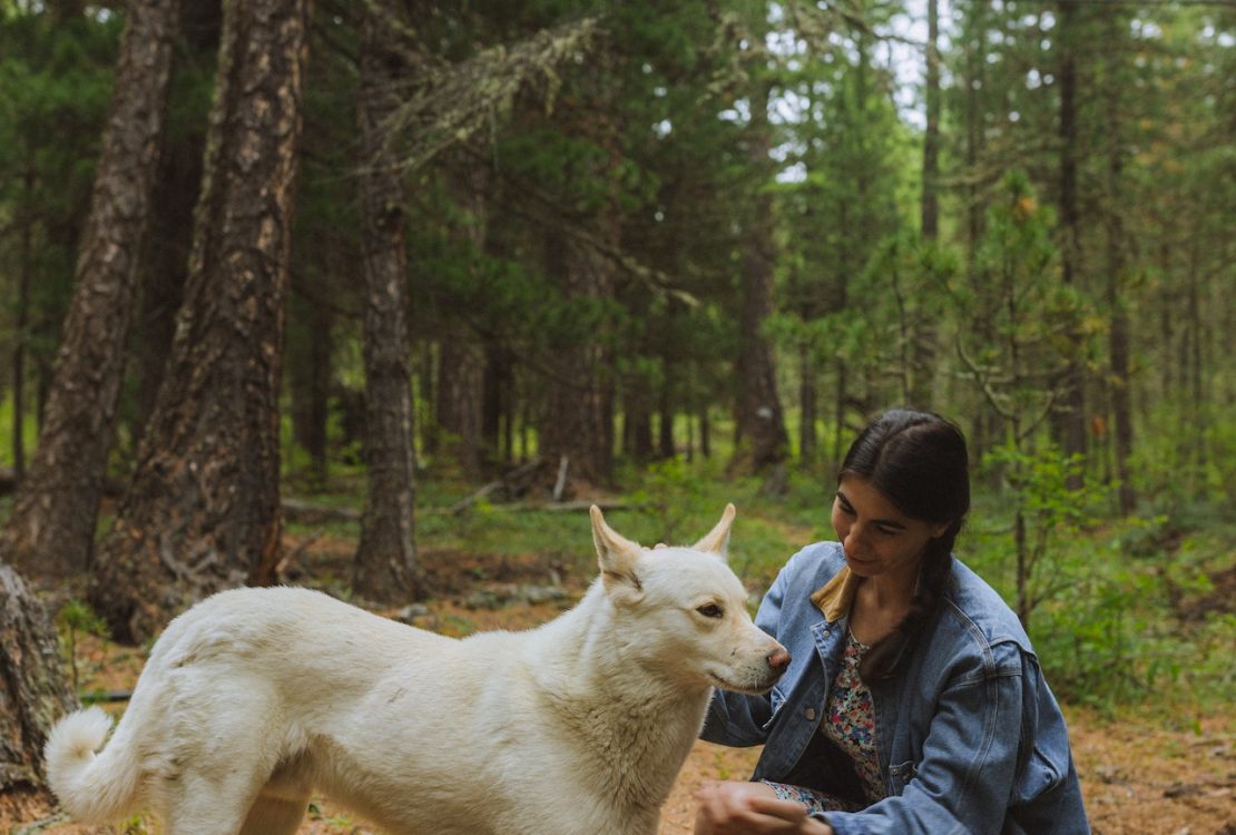 dog to pick up new skills