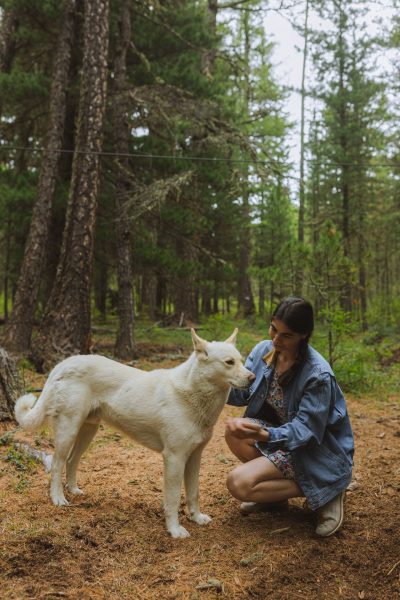 dog to pick up new skills