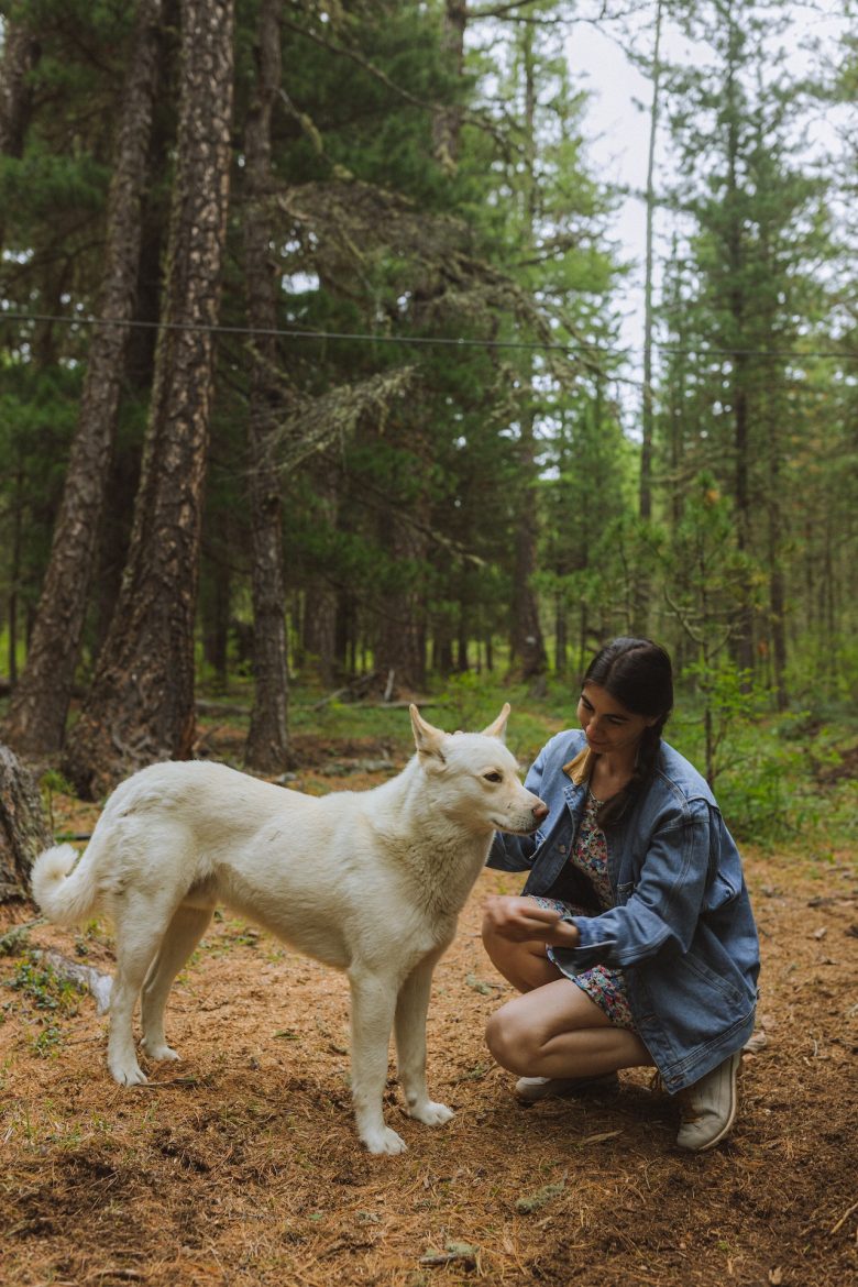 dog to pick up new skills
