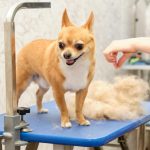 Chihuahua Dog Breed Shedding
