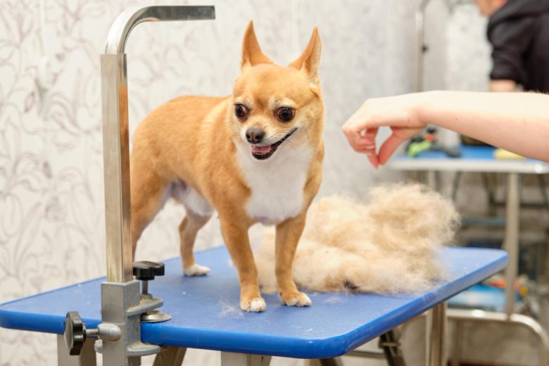 Chihuahua Dog Breed Shedding