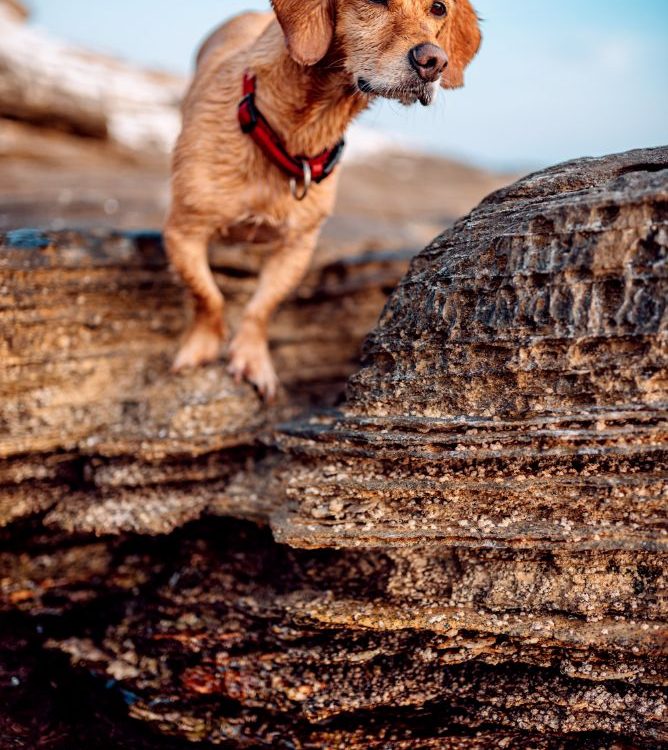 Mountain Climbers Rescue Dog Stuck on Colorado Mountain for 6 Weeks