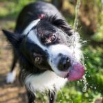 The Best Water Fountains for Dogs