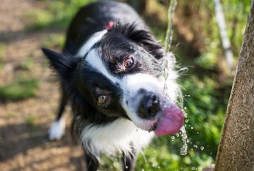 The Best Water Fountains for Dogs