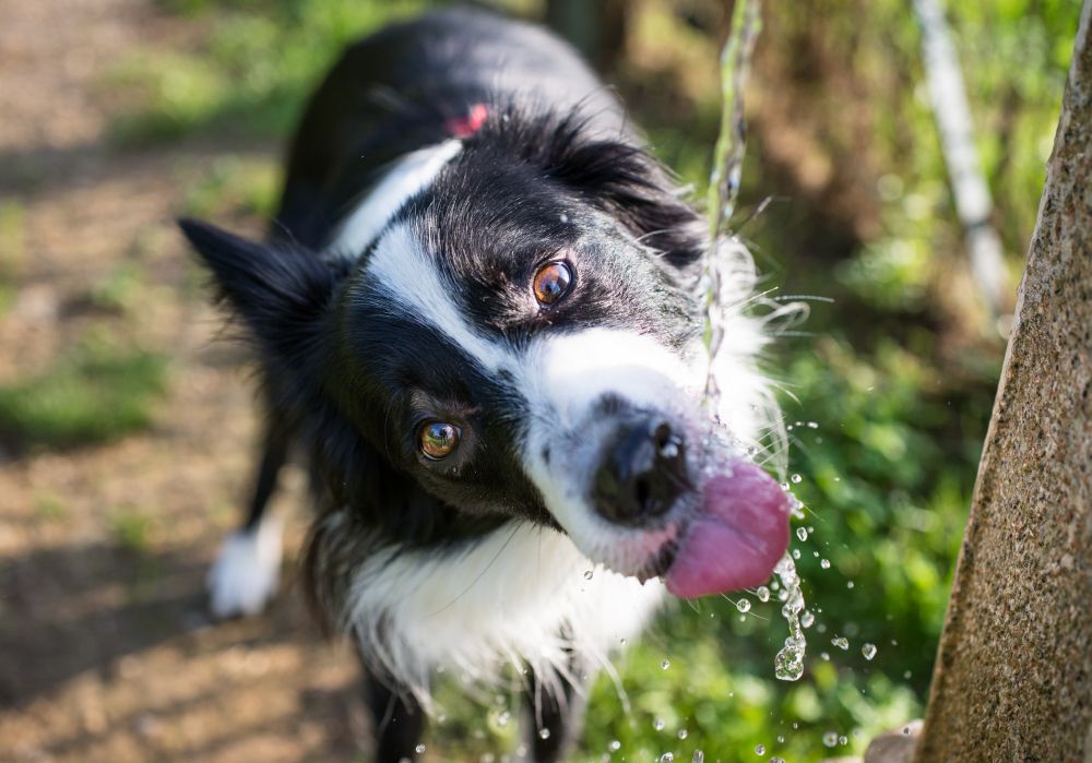 The Best Water Fountains for Dogs