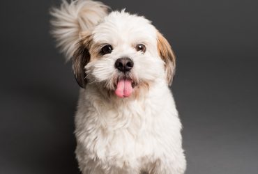 Lhasa Apso and Shih Tzu