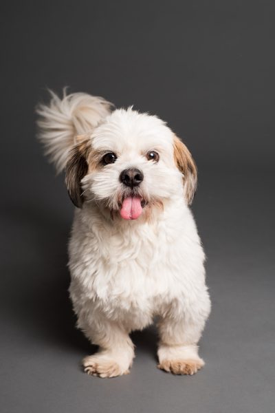 Lhasa Apso and Shih Tzu