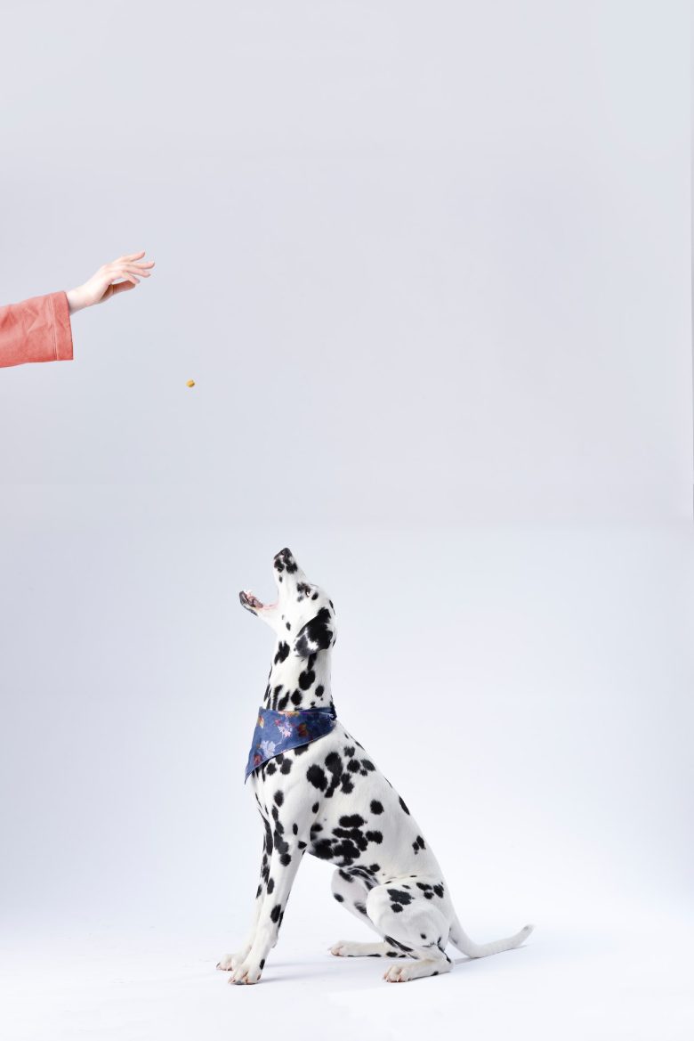 your pet is healthy