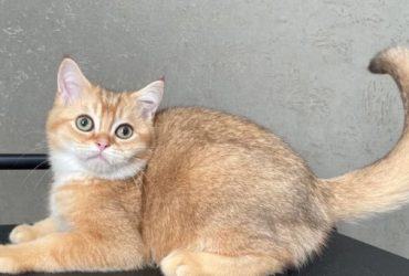 scottish fold kitten