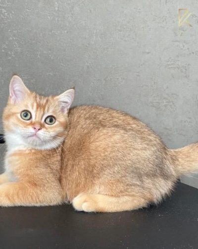 scottish fold kitten