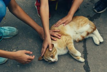 animal rescue