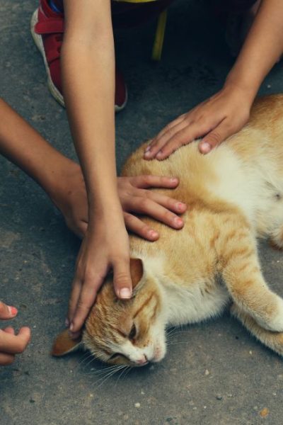 animal rescue